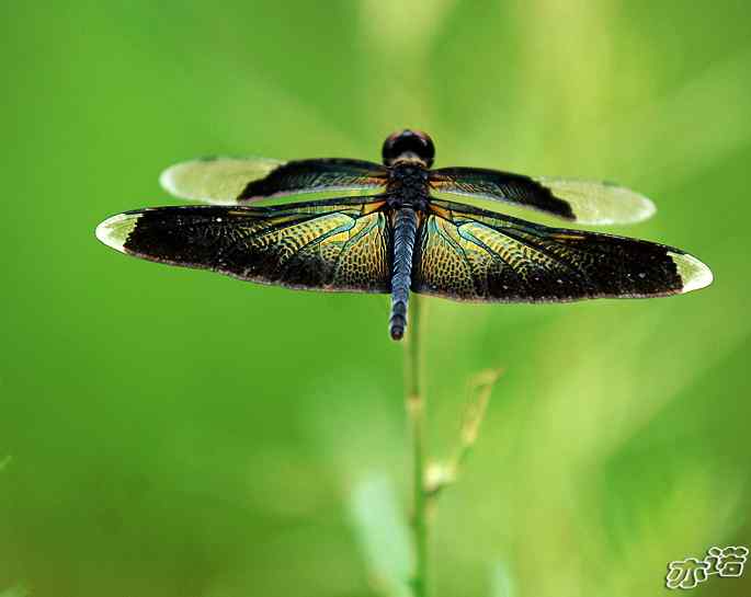 圆明园拍鸟——黑丽翅蜻——荷塘妖艳精灵