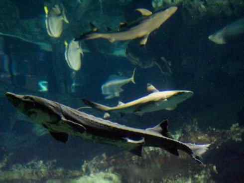 鱼类活化石:中华鲟 鱼类活化石:中华鲟