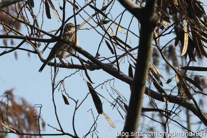 2012除夕滨江森林公园二寻太平鸟