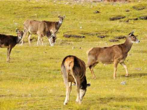 麒麟:传说的兽原型探秘(梅花鹿) 麒麟:传说的兽原型探秘(梅花鹿)