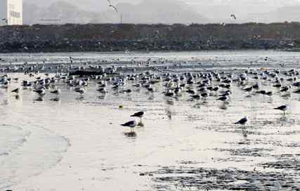 人工填海 大连湿地正在消失