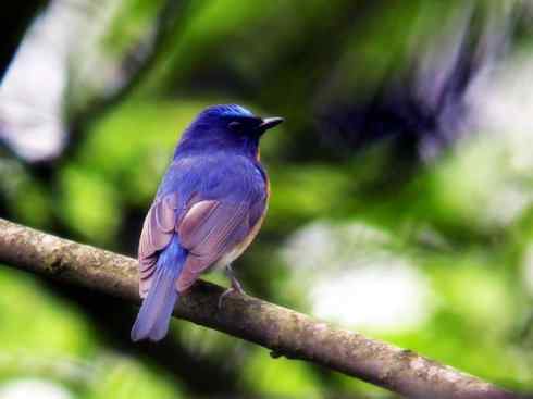 美丽无罪：雀鸟之仙鹟