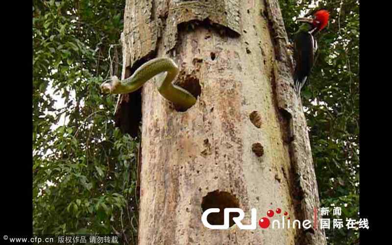 【视频】勇敢的啄木鸟 敢于和蛇战斗 【视频】勇敢的啄木鸟 敢于和蛇战斗