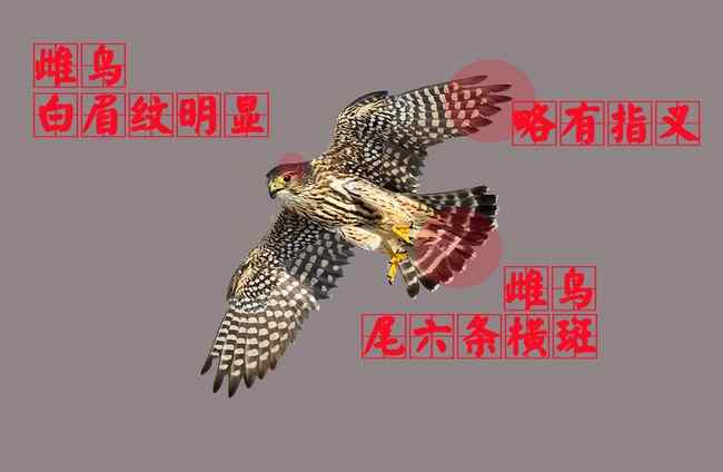 灰背隼:雌鸟 猛禽大全——中国东部地区27种迁徙类猛禽辨识