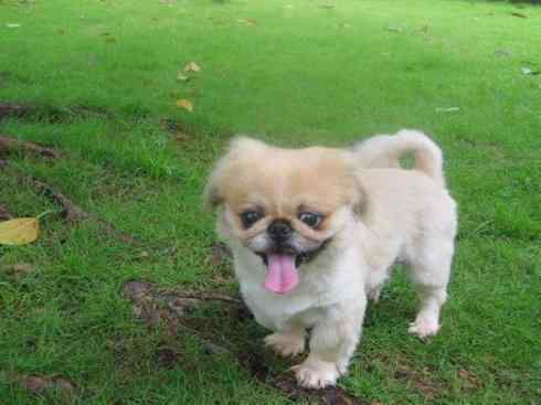 犬科：犬亚科犬属之澳洲野犬、歌唱犬、家犬