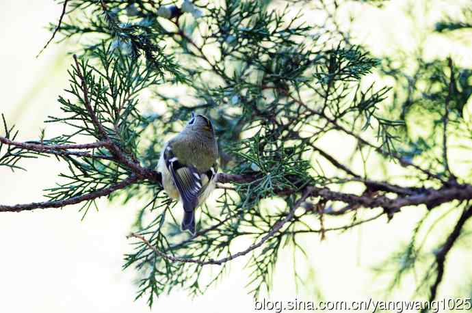 戴菊鸟(4) 戴菊鸟(4)