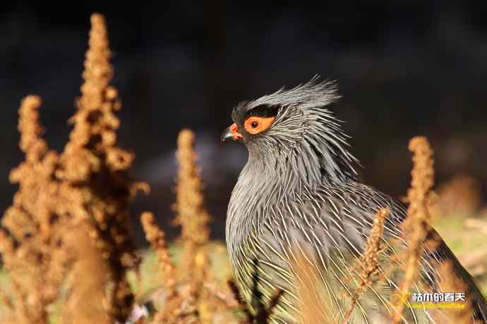 帕姆岭拍鈥溠翕