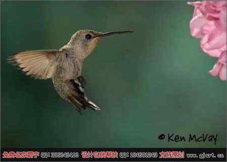 德克萨斯州&ldquo;鸟趣&rdquo;摄影