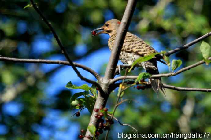美国鸟类摄影——北扑翅鴷