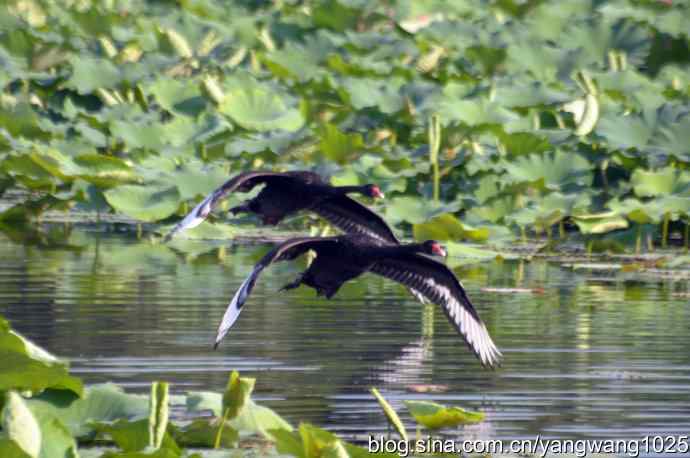 手持相机拍摄黑天鹅