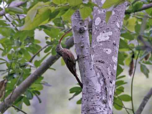 绝色攀禽：佛法僧目之短尾鴗