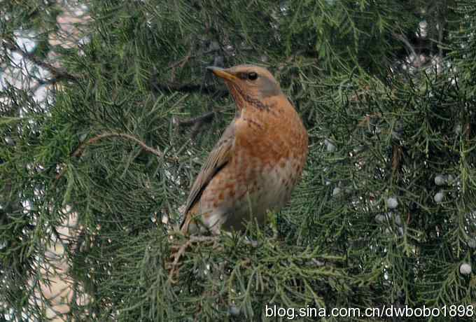 莲花池林鸟小拍
