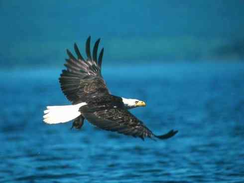 白头鸟系列：另类的美丽（白头海雕）