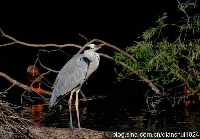一只漂亮的苍鹭(稻香湖) 一只漂亮的苍鹭(稻香湖)
