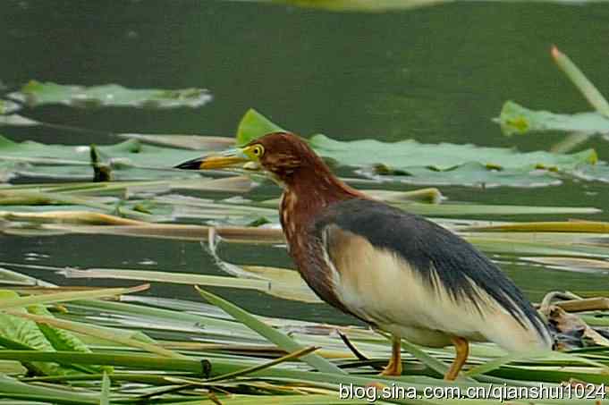 池鹭荷塘走秀(圆明园)*