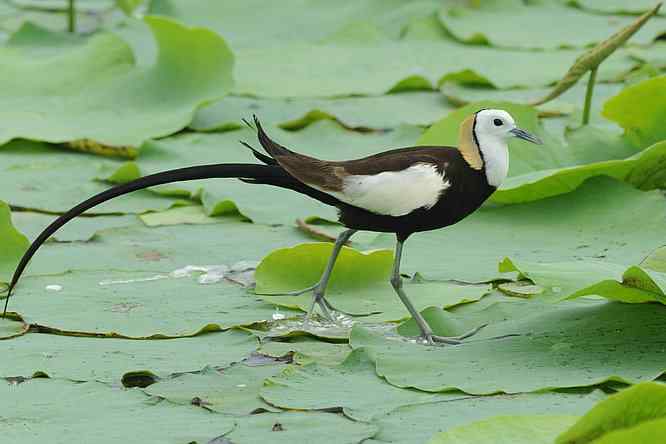 衡水湖印象(水稚)