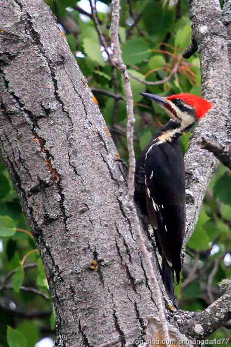 美国鸟类摄影——紅冠啄木鳥