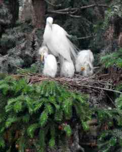 白鹭王国摄影记