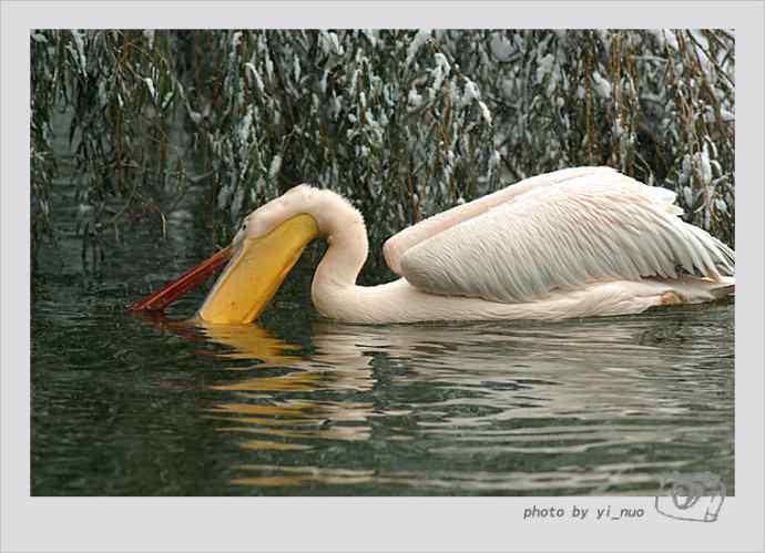 北京动物园水禽（2009-11-12）