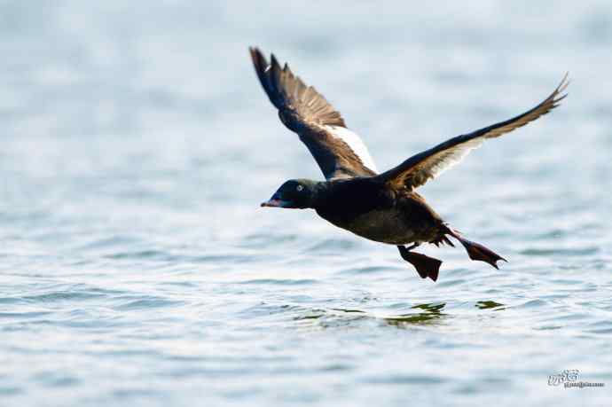 一组斑脸海番鸭逆光起飞