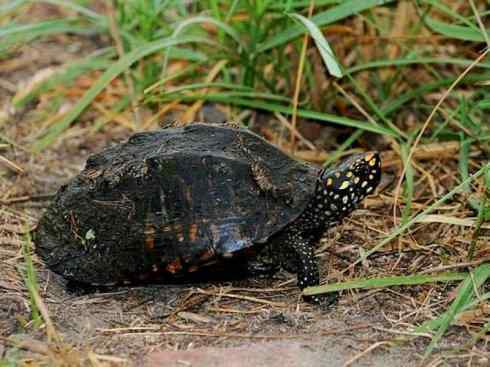 玄武:传说的兽原型探秘(潮龟) 玄武:传说的兽原型探秘(潮龟)