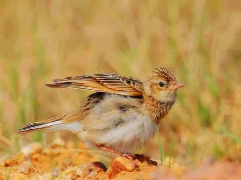 家禽驯化之源之二十八