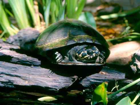 玄武：传说的兽原型探秘（侧颈龟类）