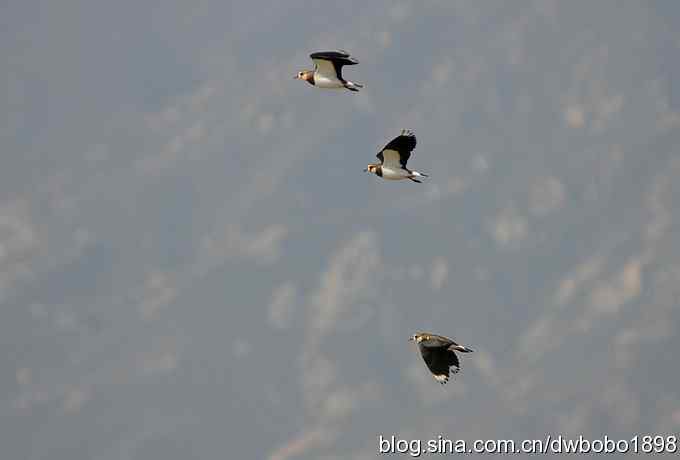 飞翔的凤头麦鸡