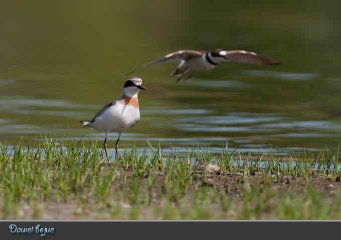 蒙古沙鸻和红喉鹨