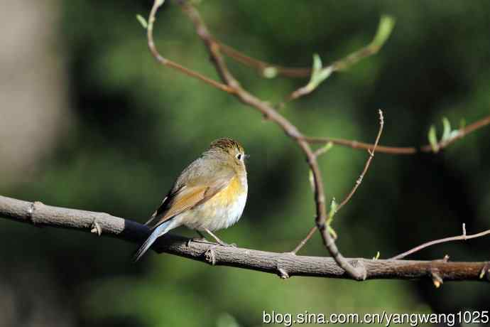早餐中的雌性红胁蓝尾鸲