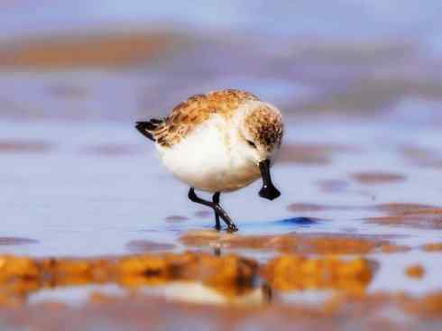 猎奇：奇特的鸟喙之五