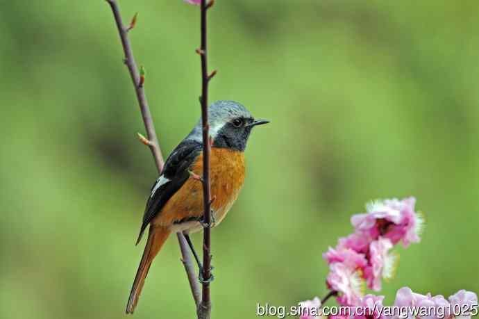 雄性北红尾鸲（27）