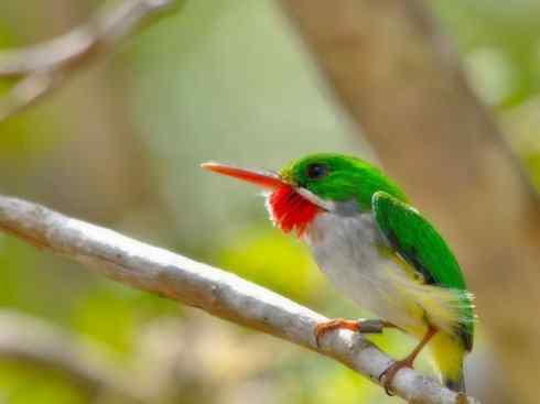 绝色攀禽：佛法僧目之短尾鴗