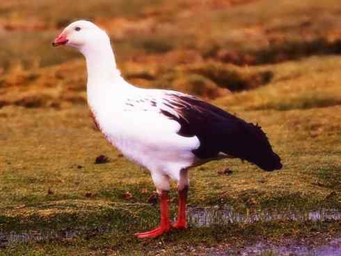 白头鸟系列：另类的美丽（斑胁草雁）