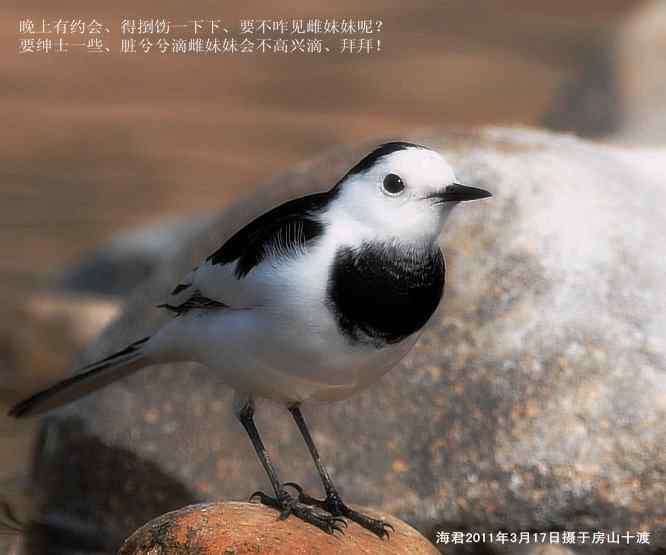 鸟为悦己者容(白鹡鸰梳洗版)