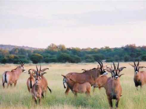 麒麟：传说的兽原型探秘（马羚）