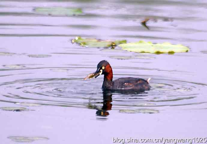 早餐 wbr鈥斺斝t捕鱼纪实 早餐 wbr鈥斺斝t捕鱼纪实