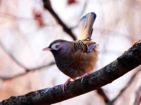 美丽无罪：雀鸟之噪鹛