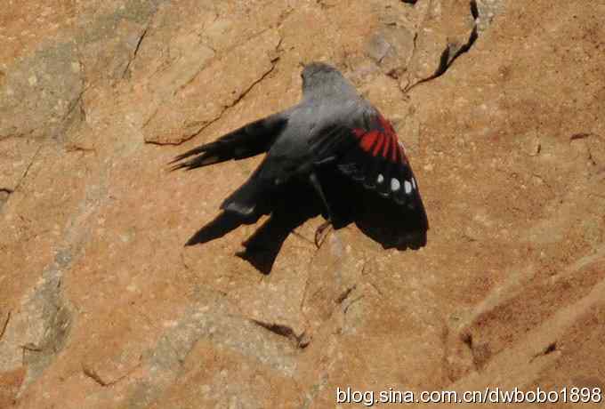 优雅红翅 wbr旋壁山岩