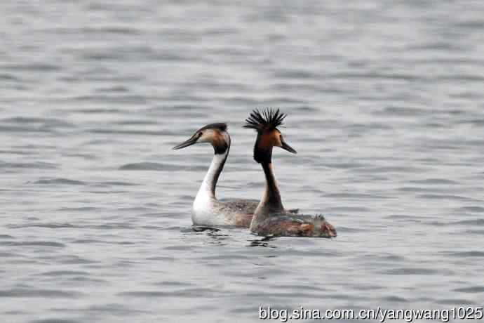 蜜月中的凤头