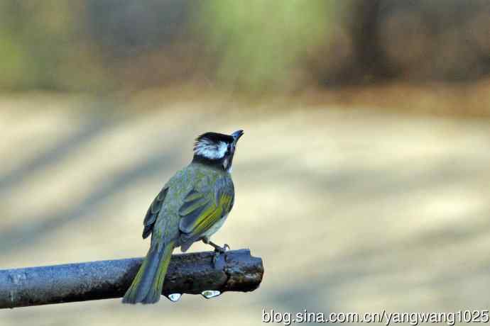 白头鹎（杂片）