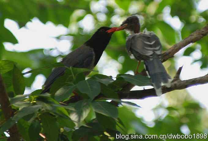 红嘴蓝鹊和它的宝宝