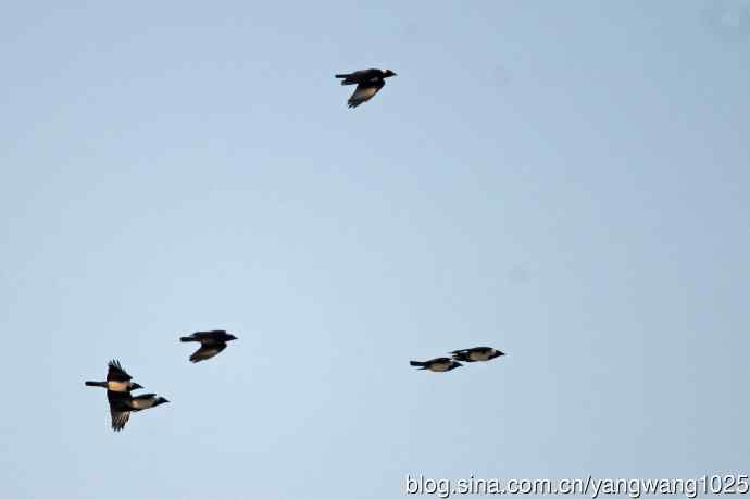 迁涉中的达乌里寒鸦（记录版）