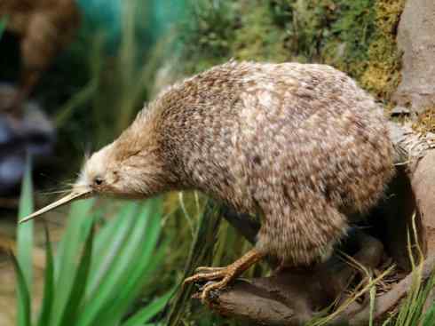 盘点十二大著名食蚁动物：短吻针鼹