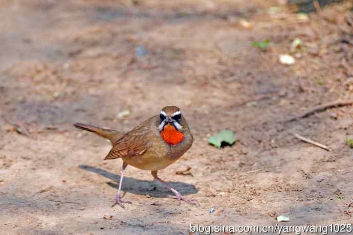 雄性红喉歌鸲（19）