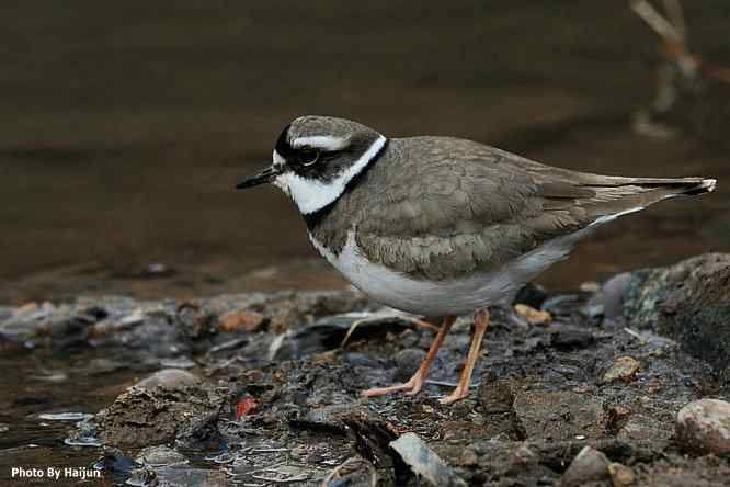 白河湾邂逅长嘴剑鸻