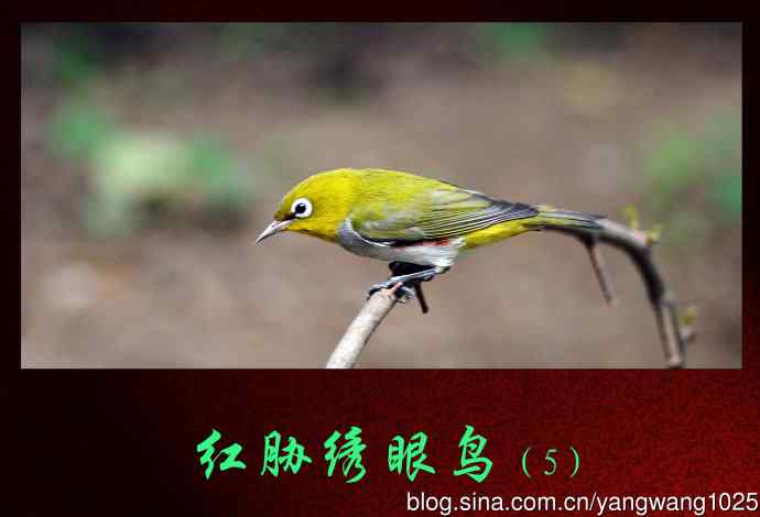 北京天坛公园的鸟类——红胁绣眼鸟（5）