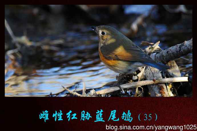 北京奥森公园的鸟类——雌性红胁蓝尾鸲(35)