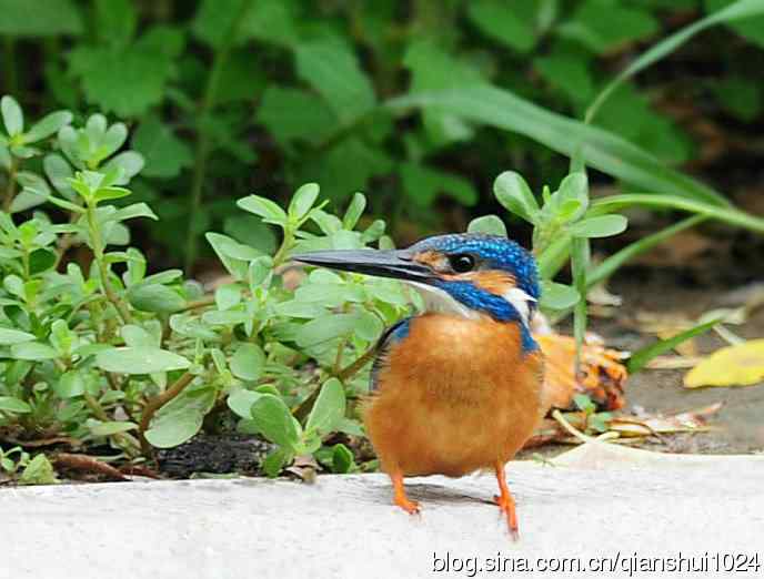 几张新拍的小翠,品像还不错