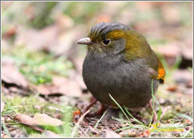 全球濒危的中国四川特有鸟鈥斺敾倚剞答獭菊掌